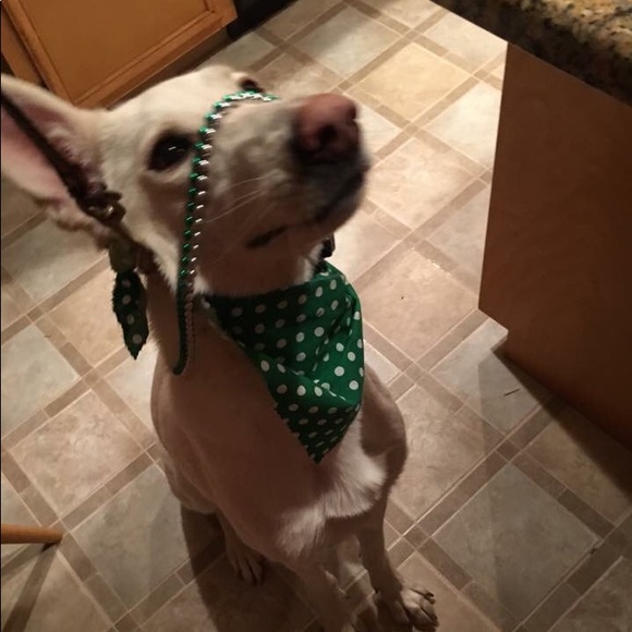 Meet your Posher, Shirley - Picture 1 of 1